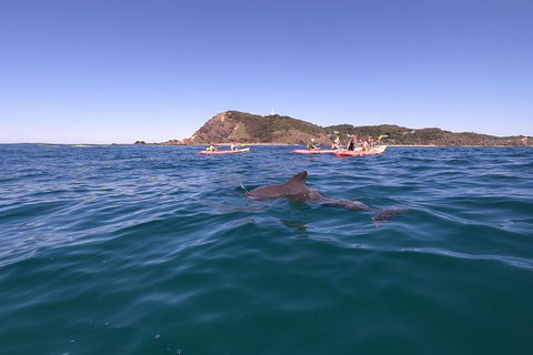Kayaking With Dolphins In Byron Bay Guided Tour - Kalgoorlie Accommodation 5