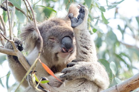 Great Ocean Road Reverse Itinerary With 12 Apostles From Melbourne - Kalgoorlie Accommodation 1