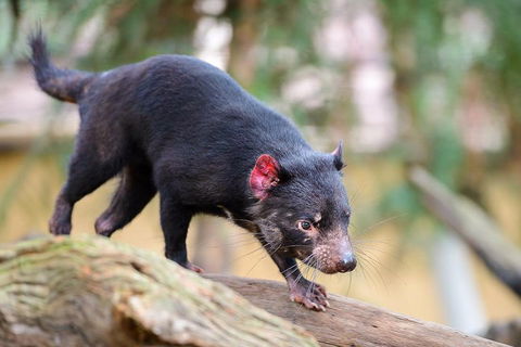 Kangaroos & Koala Encounter Experience (Half Day Private Tour) - Kalgoorlie Accommodation 1