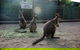 Kangaroos & Koala Encounter Experience (Half Day Private Tour) - thumb 2