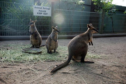 Kangaroos & Koala Encounter Experience (Half Day Private Tour) - Kalgoorlie Accommodation 2