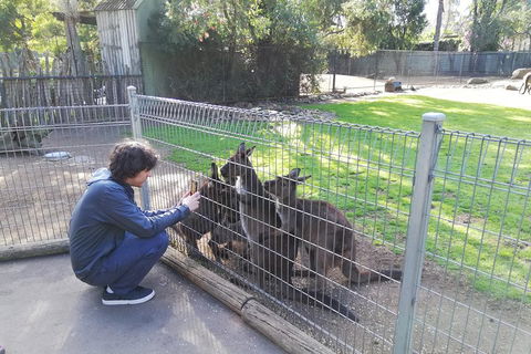 Kangaroos & Koala Encounter Experience (Half Day Private Tour) - Kalgoorlie Accommodation 4