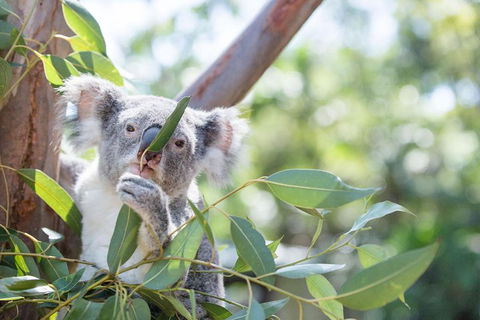 Kangaroos & Koala Encounter Experience (Half Day Private Tour) - Kalgoorlie Accommodation 5