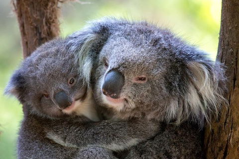 Healesville Sanctuary General Entry Ticket - Kalgoorlie Accommodation 0