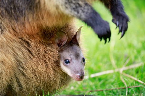 Healesville Sanctuary General Entry Ticket - Kalgoorlie Accommodation 2