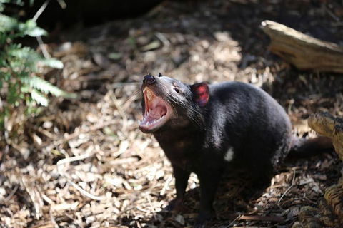 Healesville Sanctuary General Entry Ticket - Kalgoorlie Accommodation 3