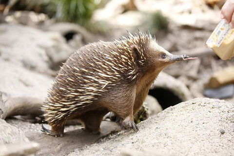 Healesville Sanctuary General Entry Ticket - Kalgoorlie Accommodation 4