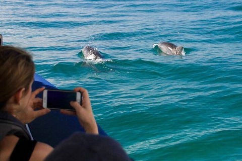 Cruise With Dolphins In Byron Bay - Kalgoorlie Accommodation 1