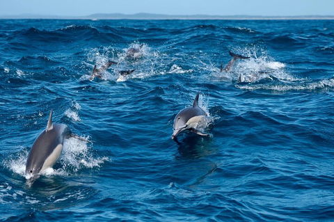 Cruise With Dolphins In Byron Bay - Kalgoorlie Accommodation 2