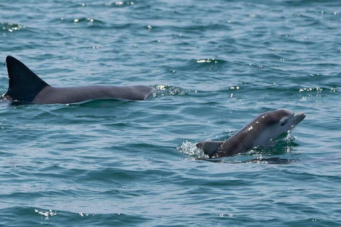 Cruise With Dolphins In Byron Bay - Kalgoorlie Accommodation 5