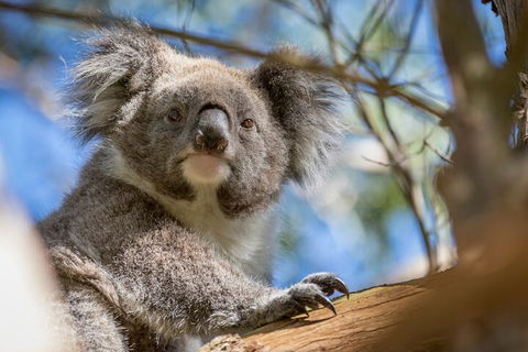 Phillip Island Penguin And Koala Highlights Day-Trip From Melbourne - Kalgoorlie Accommodation 2