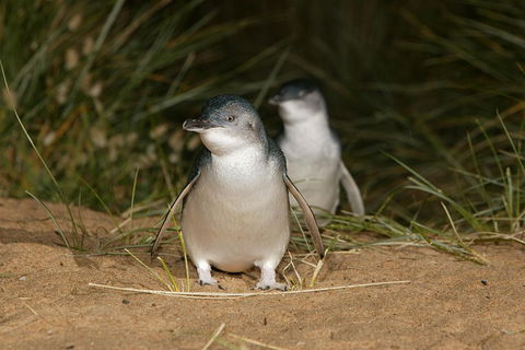Phillip Island Penguin And Koala Highlights Day-Trip From Melbourne - Kalgoorlie Accommodation 3