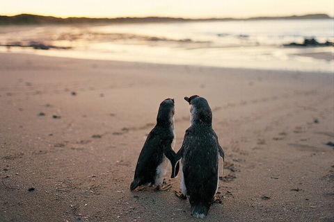 Phillip Island Penguin And Koala Highlights Day-Trip From Melbourne - Kalgoorlie Accommodation 4