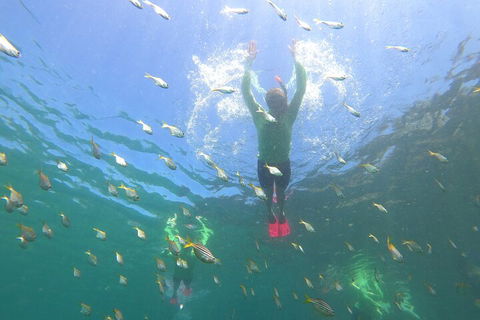 Manly Snorkel Trip And Nature Walk With Local Guide - Kalgoorlie Accommodation 0
