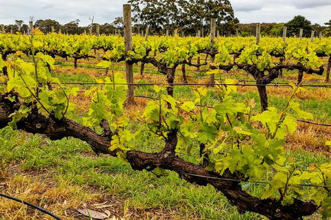 Margaret River Indulge And Discover Day Tour - Kalgoorlie Accommodation 5