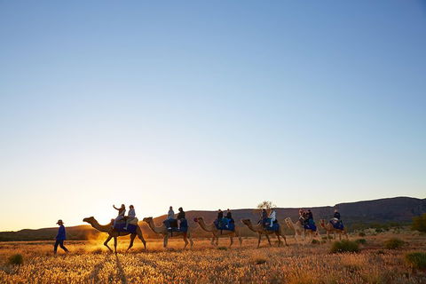 Alice Springs Camel Tour - Kalgoorlie Accommodation 1