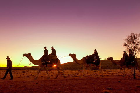Alice Springs Camel Tour - Kalgoorlie Accommodation 4