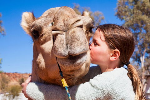 Alice Springs Camel Tour - Kalgoorlie Accommodation 5