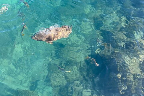 Aquascene Magnetic Island Discovery Tour - Kalgoorlie Accommodation 1