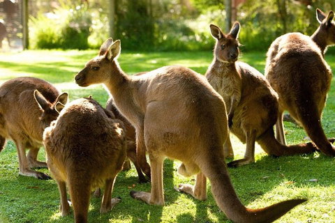 Melbourne City Card (3 Days): Visit Unlimited Attractions! - Kalgoorlie Accommodation 4