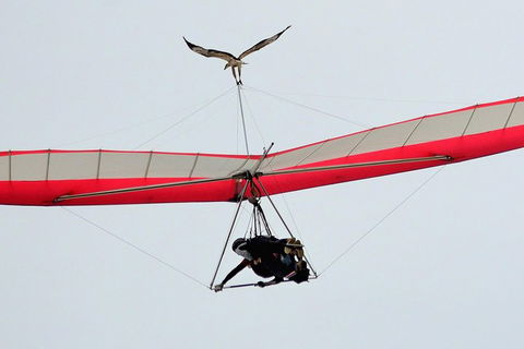 Hang Gliding With HangglideOz - Kalgoorlie Accommodation 0