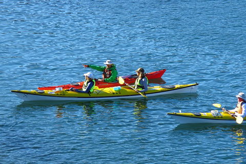 Half-Day Sydney Middle Harbour Guided Kayaking Eco Tour - Kalgoorlie Accommodation 0