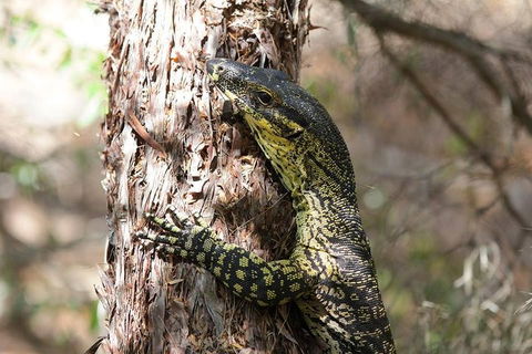 Byron Bay Combo: Minyon Falls And Hinterland Day Trip And Learn To Surf At Byron Bay - Kalgoorlie Accommodation 0