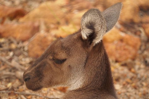 Australian Animals, Seascape And Sunset Photography Tour - Kalgoorlie Accommodation 0