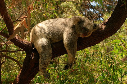 Australian Animals, Seascape And Sunset Photography Tour - Kalgoorlie Accommodation 1