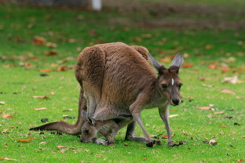 Australian Animals, Seascape And Sunset Photography Tour - Kalgoorlie Accommodation 2