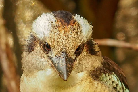 Australian Animals, Seascape And Sunset Photography Tour - Kalgoorlie Accommodation 3