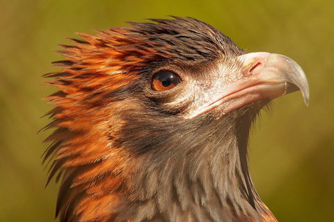 Australian Animals, Seascape And Sunset Photography Tour - Kalgoorlie Accommodation 4