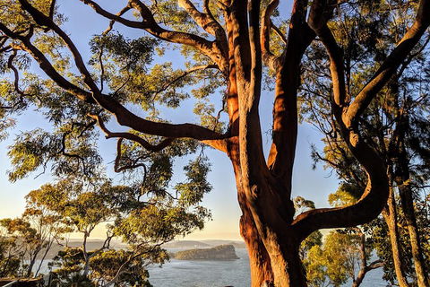 Manly & Sydney's Northern Beaches With 'Personalised Sydney Tours' - Kalgoorlie Accommodation 4