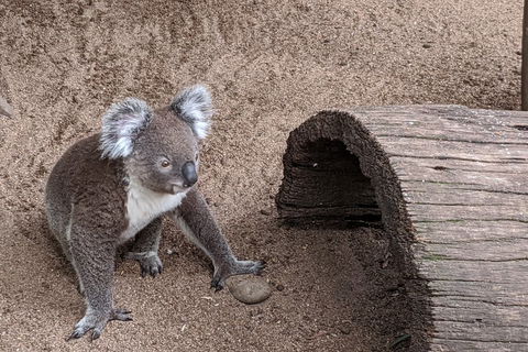 Australian Wildlife & Waterfalls Private Tour With 'Personalised Sydney Tours' - Kalgoorlie Accommodation 0
