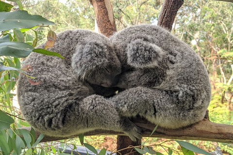 Australian Wildlife & Waterfalls Private Tour With 'Personalised Sydney Tours' - Kalgoorlie Accommodation 2
