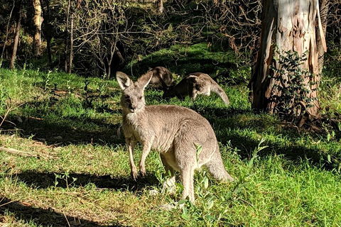 Australian Wildlife & Waterfalls Private Tour With 'Personalised Sydney Tours' - Kalgoorlie Accommodation 3