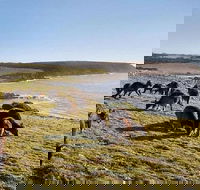 Kangaroo Island Personal Group Tours - Kalgoorlie Accommodation