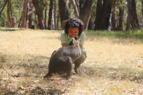 Cleland Wildlife Park Tour From Adelaide Including Mount Lofty Summit - Kalgoorlie Accommodation 1