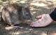 Cleland Wildlife Park Tour From Adelaide Including Mount Lofty Summit - thumb 2