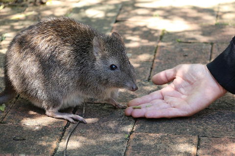 Cleland Wildlife Park Tour From Adelaide Including Mount Lofty Summit - Kalgoorlie Accommodation 2