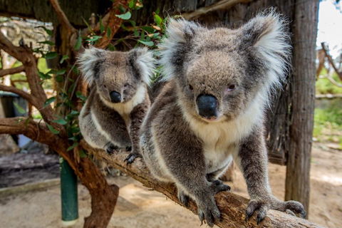 Cleland Wildlife Park Tour From Adelaide Including Mount Lofty Summit - Kalgoorlie Accommodation 3