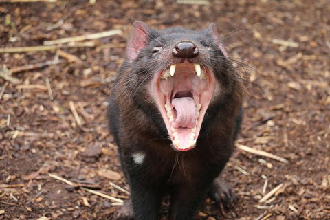 Cleland Wildlife Park Tour From Adelaide Including Mount Lofty Summit - Kalgoorlie Accommodation 4