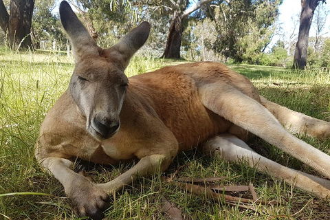 Cleland Wildlife Park Tour From Adelaide Including Mount Lofty Summit - Kalgoorlie Accommodation 5