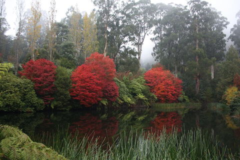 LGBT+ Friendly Full Day Yarra Valley & Dandenong Ranges Private Tour - Kalgoorlie Accommodation 2