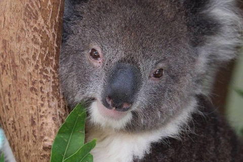 All Inclusive Blue Mountains Small-Group Day Trip From Sydney - Kalgoorlie Accommodation 1