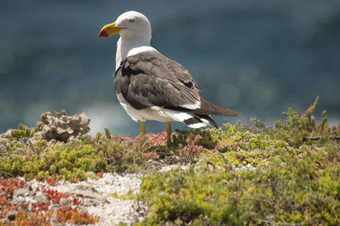 From The Mountains To The Bay - 4 Day Rediscovery Small Group Tour - Kalgoorlie Accommodation 1