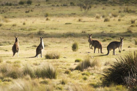From The Mountains To The Bay - 4 Day Rediscovery Small Group Tour - Kalgoorlie Accommodation 4