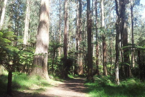 Discover Tour: Dandenong Ranges & William Ricketts Sanctuary - Kalgoorlie Accommodation 5