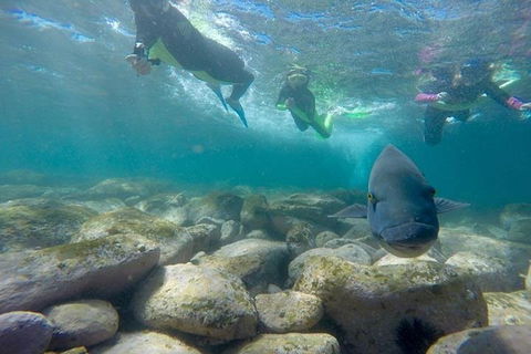Manly And Shelly Beach Snorkeling Tour - Kalgoorlie Accommodation 0
