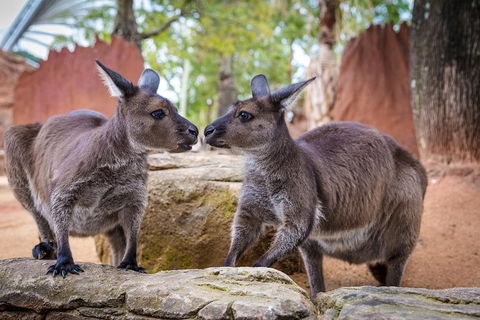 Australia Multi-City Attractions Pass - Kalgoorlie Accommodation 4